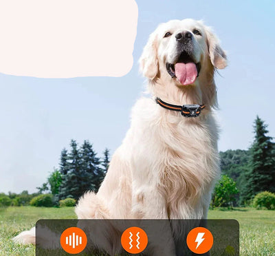 PawElite Collier de Dressage pour Chien – 1000m, Étanche et Rechargeable